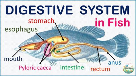 stomach of fish